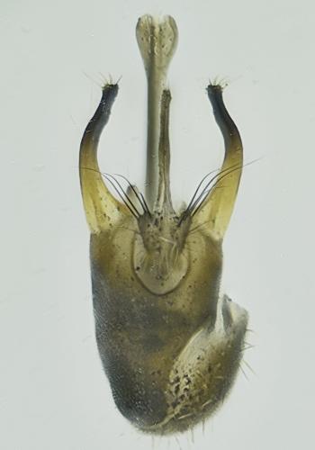 Réf. 345 731 : Sciapus pallens